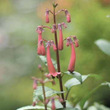 Phygelius aequalis Pink Trumpet - Kaapse fuchsia