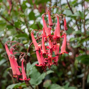 Phygelius capensis - Kaapse fuchsia