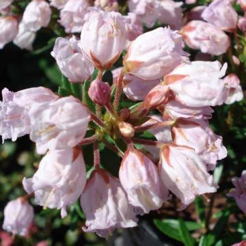 Phylliopsis hillieri Sprite - Phylliopsis
