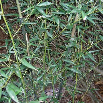 Phyllostachys bissetii - Reuzenbamboe