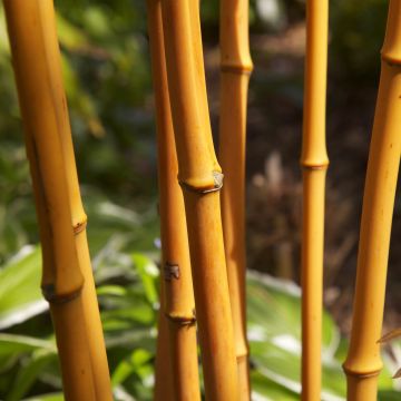 Phyllostachys aurea - Gouden bamboe
