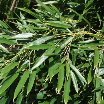 Phyllostachys aureosulcata Alata - Gele bamboe