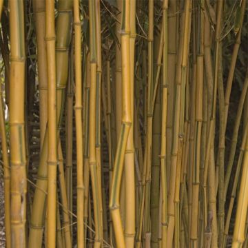 Phyllostachys aureosulcata Spectabilis - Gele bamboe
