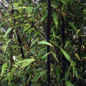 Phyllostachys nigra - Zwarte bamboe