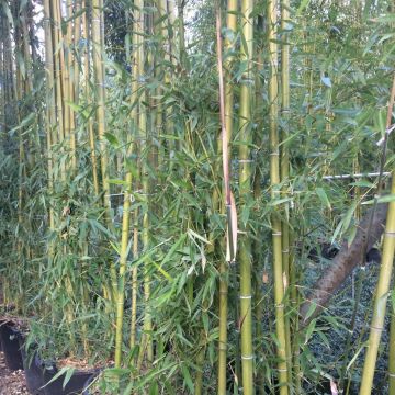 Phyllostachys viridiglaucescens - Reuzenbamboe