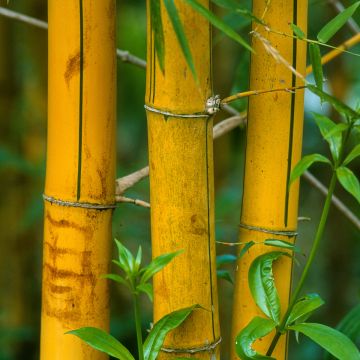 Phyllostachys viridis Sulphurea - Reuzenbamboe