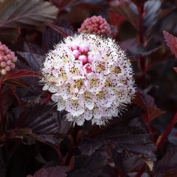 Physocarpus opulifolius Lady in Red - Blaasspirea