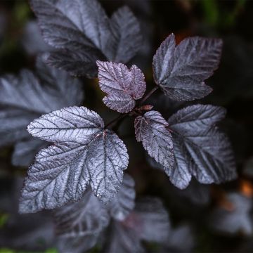 Physocarpus opulifolius Black Light - Blaasspirea