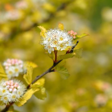 Physocarpus opulifolius Luteus - Blaasspirea
