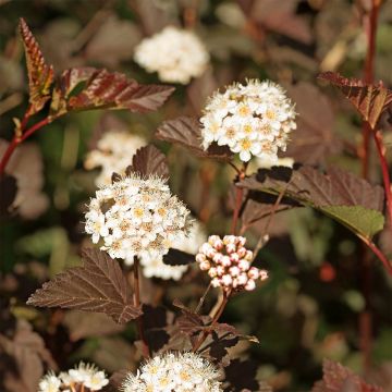 Physocarpus opulifolius Perspektiva - Blaasspirea