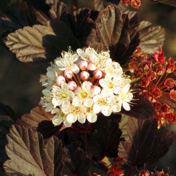 Physocarpus opulifolius Summer Wine - Blaasspirea