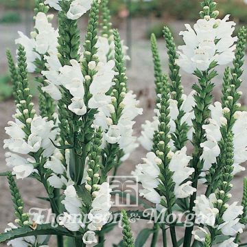 Physostegia virginiana Summer Snow (zaad) - Scharnierbloem