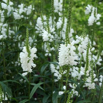 Physostegia virginiana Alba - Scharnierbloem