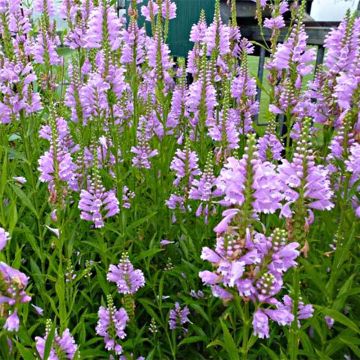 Physostegia virginiana Bouquet Roze - Scharnierbloem