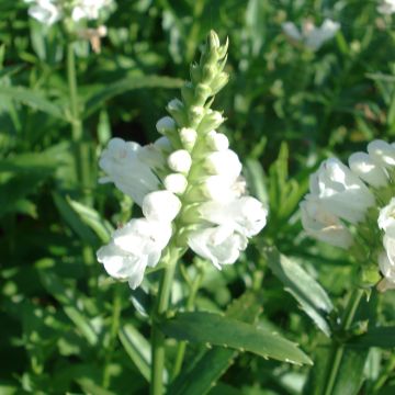 Physostegia virginiana Miss Manners - Scharnierbloem