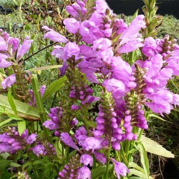 Physostegia virginiana Red Beauty - Scharnierbloem