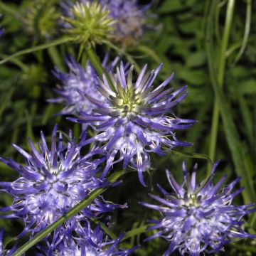 Phyteuma scheuchzeri - Rapunzel