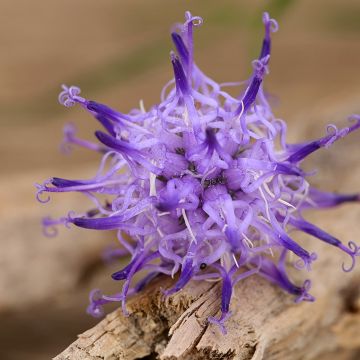 Phyteuma scheuchzeri - Rapunzel