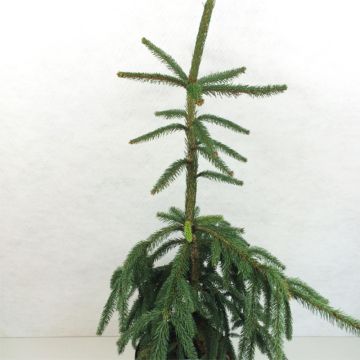 Picea abies Aarburg - Fijnspar