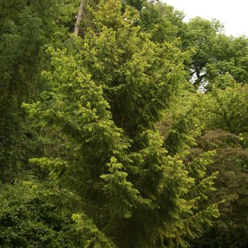 Picea abies Aurea Magnifica - Fijnspar