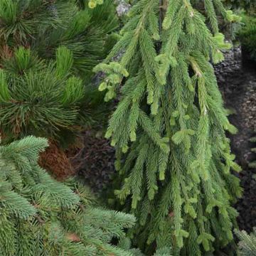 Picea abies Frohburg - Fijnspar