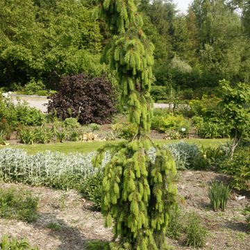 Picea abies Krasickiana - Fijnspar