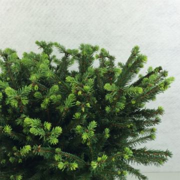 Picea abies Maxwellii - Fijnspar