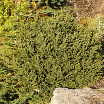 Picea abies Ohlendorffii - Fijnspar