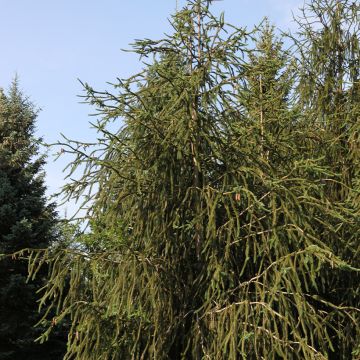 Picea abies Virgata - Fijnspar