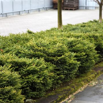 Picea abies Zagwiżdże - Fijnspar