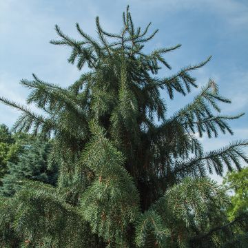 Picea breweriana - Brewerspar