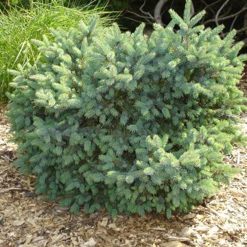 Picea glauca Cecilia - Witte spar