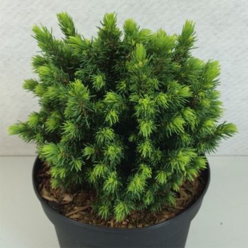 Picea glauca Dendrofarma Gold - Witte spar