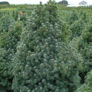 Picea glauca Sanders Blue - Witte spar