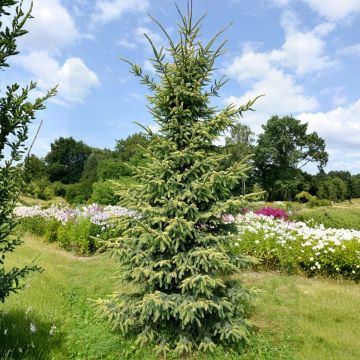 Picea mariana Aurea - Zwarte spar