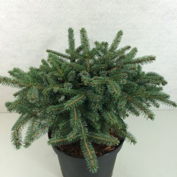 Picea omorika Machala - Servische spar