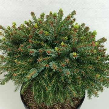 Picea omorika Treblitzsch - Servische spar