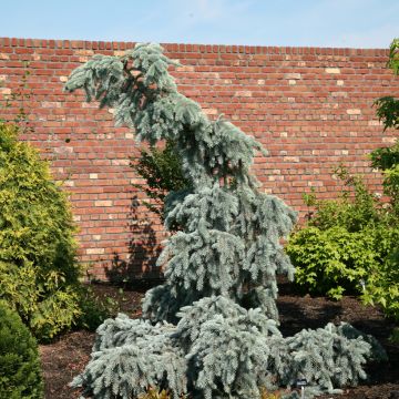 Picea pungens Glauca Pendula - Blauwe spar