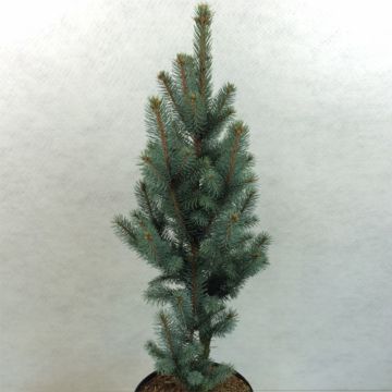 Picea pungens Iseli Fastigiate - Blauwe spar