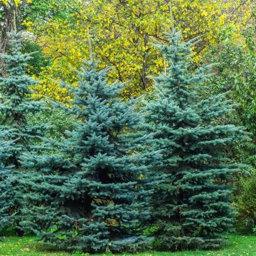 Picea pungens Iseli Fastigiate - Blauwe spar