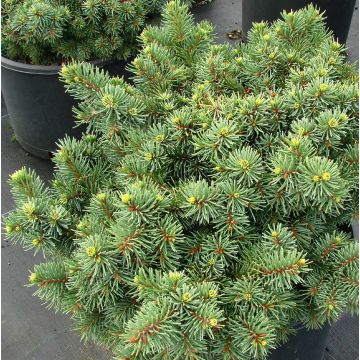 Picea pungens Mrs Cesarini - Blauwe spar