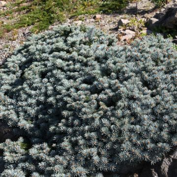 Picea pungens Saint Mary's Broom - Blauwe spar