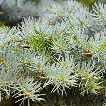 Picea abies Eagle Point - Fijnspar