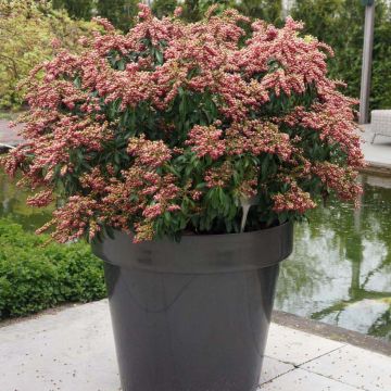 Pieris japonica Passion - Japanse rotsheide