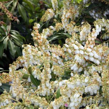 Pieris japonica Purity - Japanse rotsheide
