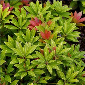 Pieris japonica Sarabande - Japanse rotsheide