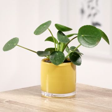 Pilea peperomioides - Pannenkoekenplant