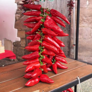 Peper Rubens Lungo Rosso