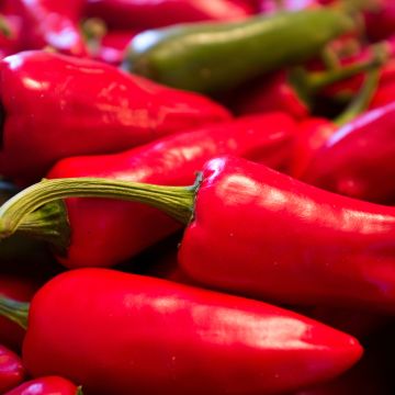 Espelettepeper Gorria