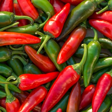 Zoete peper Spadi F1 - Vilmorin